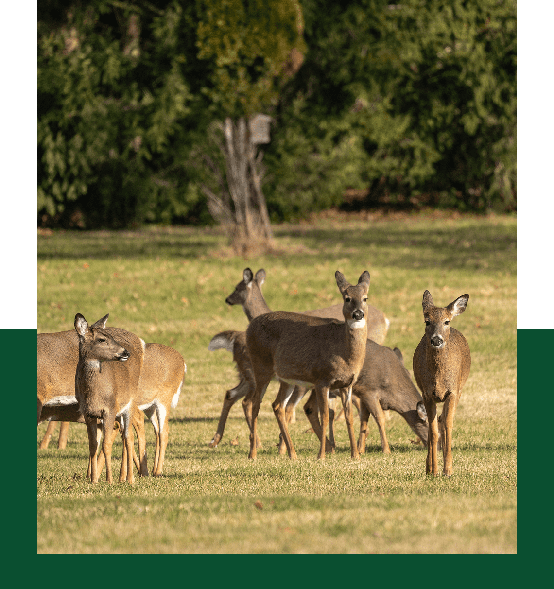About-2 A group of deer standing in the grass.