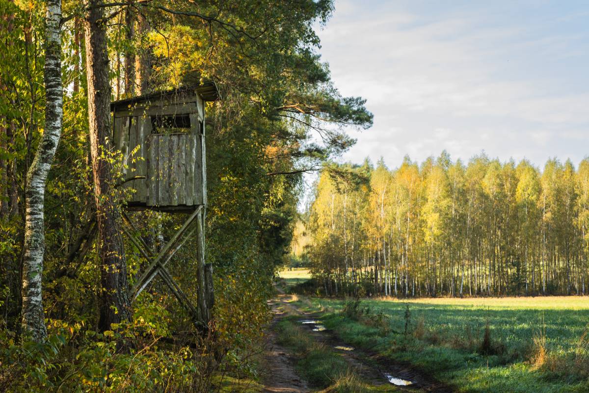 GettyImages-2177984421 A wooden outhouse in the middle of a forest.
