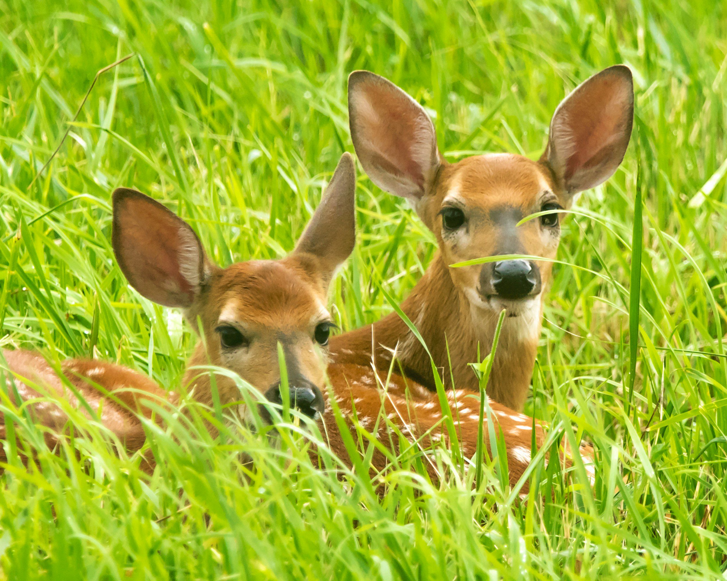gary-meulemans-ZJG6fH0MpGw-unsplash Two deer laying in the grass looking at something.