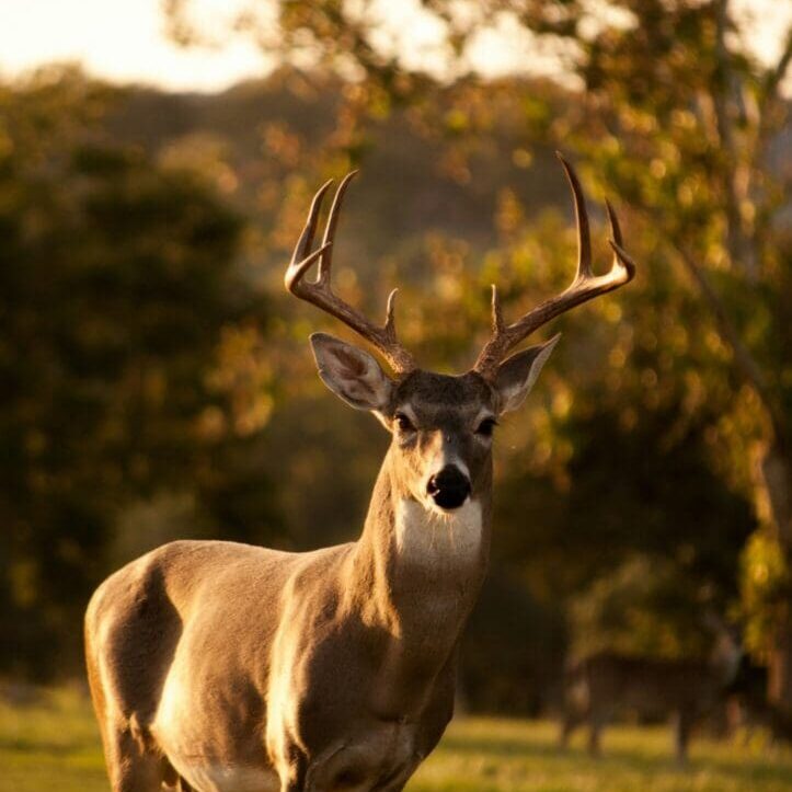A deer with large antlers standing in the grass.